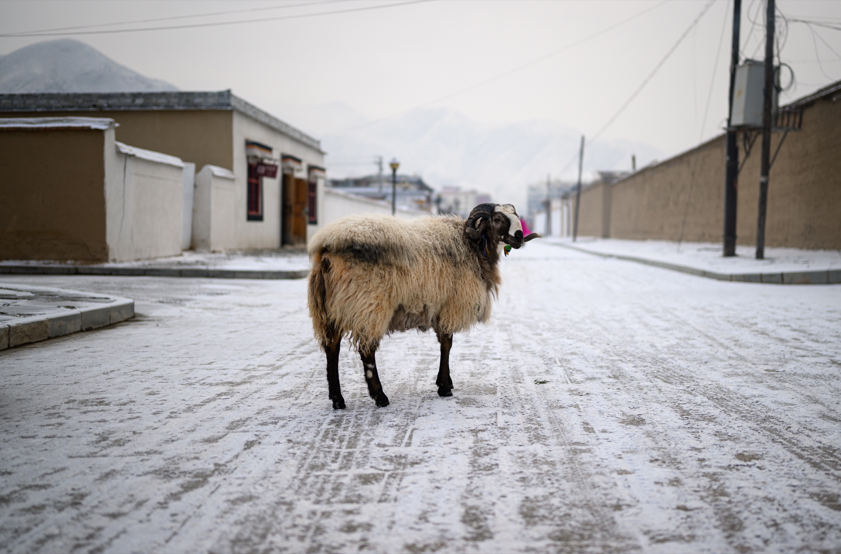 A sheep standing in the middle of a snow-covered road